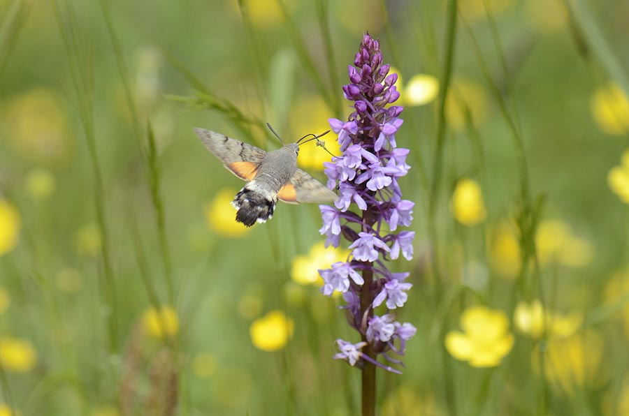 Orchidee Passo Pian delle Fugazze da confermare